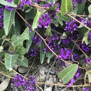 Hardenbergia violacea at Lyons, ACT - 2 Sep 2021 03:49 PM