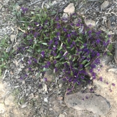 Hardenbergia violacea at Lyons, ACT - 2 Sep 2021