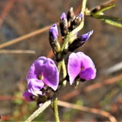 Glycine clandestina (Twining Glycine) at Paddys River, ACT - 8 Sep 2021 by JohnBundock