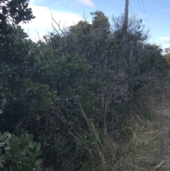 Arbutus unedo at Curtin, ACT - 3 Sep 2021