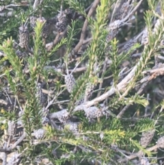 Melaleuca parvistaminea (Small-flowered Honey-myrtle) at Curtin, ACT - 3 Sep 2021 by Tapirlord