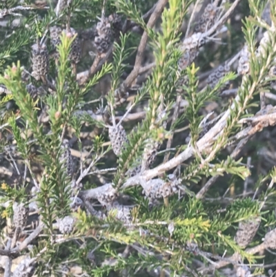 Melaleuca parvistaminea (Small-flowered Honey-myrtle) at Curtin, ACT - 3 Sep 2021 by Tapirlord