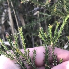 Melaleuca parvistaminea at Curtin, ACT - 3 Sep 2021