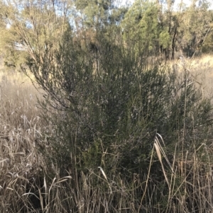 Melaleuca parvistaminea at Curtin, ACT - 3 Sep 2021