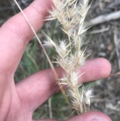 Rytidosperma sp. (Wallaby Grass) at Curtin, ACT - 3 Sep 2021 by Tapirlord