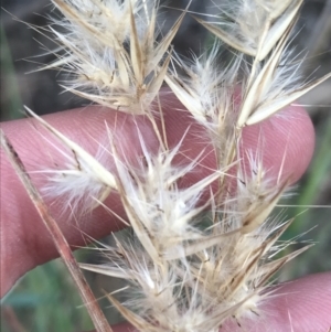 Rytidosperma sp. at Curtin, ACT - 3 Sep 2021 04:24 PM