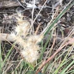 Rytidosperma sp. at Curtin, ACT - 3 Sep 2021 04:24 PM