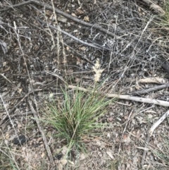 Rytidosperma sp. at Curtin, ACT - 3 Sep 2021 04:24 PM