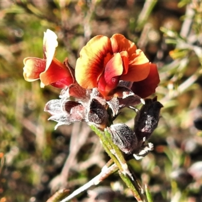 Dillwynia sericea (Egg And Bacon Peas) at Paddys River, ACT - 8 Sep 2021 by JohnBundock