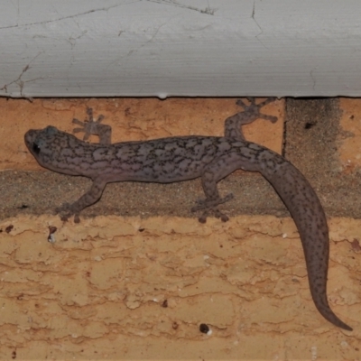 Christinus marmoratus (Southern Marbled Gecko) at Wanniassa, ACT - 8 Sep 2021 by JohnBundock