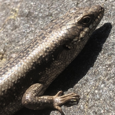 Egernia striolata (Tree Skink) at Splitters Creek, NSW - 8 Sep 2021 by DamianMichael