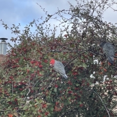 Callocephalon fimbriatum (Gang-gang Cockatoo) at Waramanga, ACT - 28 Jun 2021 by Jeezwe