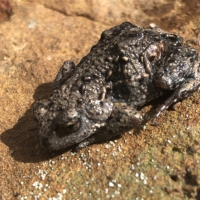 Pseudophryne bibroni (Bibron's Toadlet) at Glenroy, NSW - 8 Sep 2021 by DamianMichael