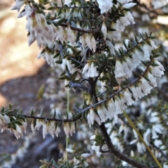 Leucopogon fletcheri subsp. brevisepalus (Twin Flower Beard-Heath) at Paddys River, ACT - 8 Sep 2021 by JohnBundock