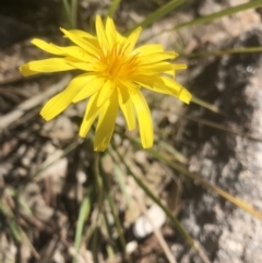 Microseris walteri (Yam Daisy, Murnong) at West Albury, NSW - 5 Sep 2021 by DamianMichael