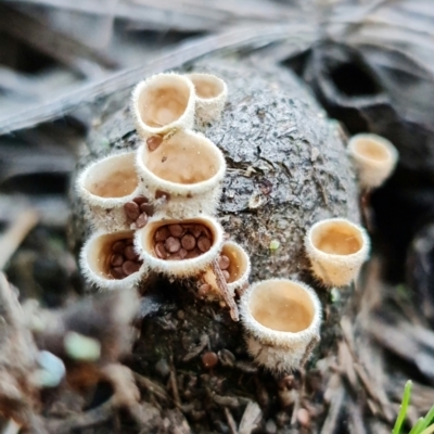 Nidula sp. (A bird's nest fungus) at Denman Prospect, ACT - 8 Sep 2021 by RobG1