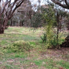 Clematis leptophylla at Hawker, ACT - 26 Aug 2021 03:51 PM