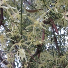 Clematis leptophylla at Hawker, ACT - 26 Aug 2021