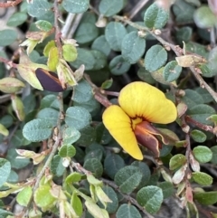 Bossiaea buxifolia (Matted Bossiaea) at Yarralumla, ACT - 8 Sep 2021 by JaneR