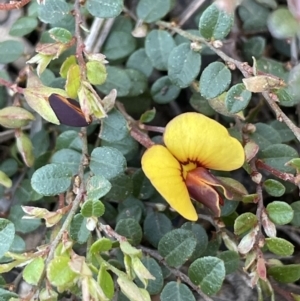 Bossiaea buxifolia at Yarralumla, ACT - 8 Sep 2021 01:35 PM