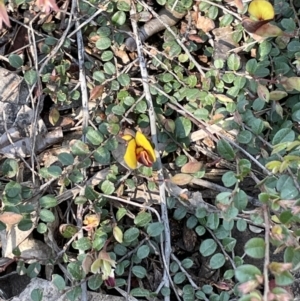 Bossiaea buxifolia at Yarralumla, ACT - 8 Sep 2021 01:35 PM