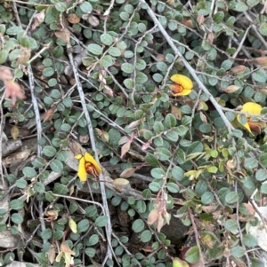 Bossiaea buxifolia at Yarralumla, ACT - 8 Sep 2021 01:35 PM