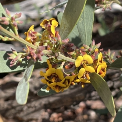 Daviesia mimosoides (Bitter Pea) at Yarralumla, ACT - 8 Sep 2021 by JaneR