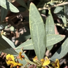 Daviesia mimosoides at Yarralumla, ACT - 8 Sep 2021 01:24 PM