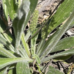 Plantago varia at Yarralumla, ACT - 8 Sep 2021