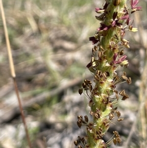 Plantago varia at Yarralumla, ACT - 8 Sep 2021