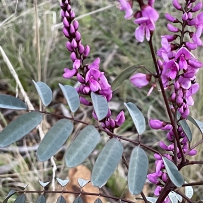 Indigofera australis subsp. australis (Australian Indigo) at Majura, ACT - 6 Sep 2021 by JaneR