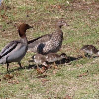 Chenonetta jubata (Australian Wood Duck) at Fadden Hills Pond - 8 Sep 2021 by RodDeb