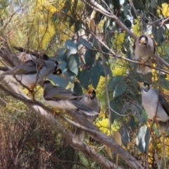 Manorina melanocephala (Noisy Miner) at Fadden, ACT - 8 Sep 2021 by RodDeb