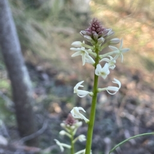 Stackhousia monogyna at Majura, ACT - 7 Sep 2021 04:13 PM