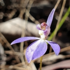 Cyanicula caerulea (Blue Fingers, Blue Fairies) at Aranda Bushland - 6 Sep 2021 by drakes