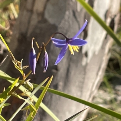 Stypandra glauca (Nodding Blue Lily) at Mount Ainslie - 7 Sep 2021 by JaneR