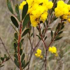 Acacia buxifolia subsp. buxifolia (Box-leaf Wattle) at Cook, ACT - 7 Sep 2021 by drakes