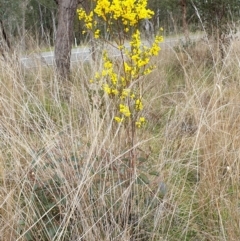 Acacia buxifolia subsp. buxifolia at Cook, ACT - 8 Sep 2021