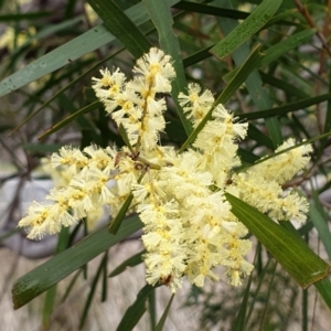 Acacia floribunda at Cook, ACT - 8 Sep 2021 09:49 AM