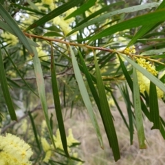 Acacia floribunda at Cook, ACT - 8 Sep 2021 09:49 AM