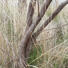 Acacia floribunda at Cook, ACT - 8 Sep 2021