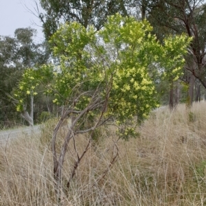 Acacia floribunda at Cook, ACT - 8 Sep 2021