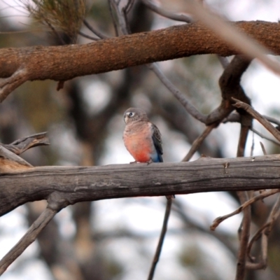 Neophema bourkii (Bourke's Parrot) at White Cliffs, NSW - 27 Jul 2008 by Harrisi