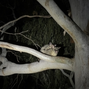 Trichosurus vulpecula at Hackett, ACT - 8 Sep 2021