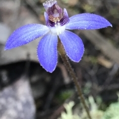 Cyanicula caerulea (Blue Fingers, Blue Fairies) at Aranda Bushland - 9 Sep 2021 by MattFox