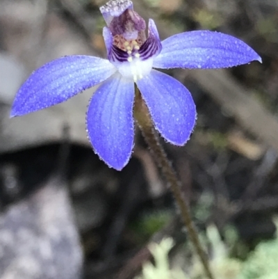 Cyanicula caerulea (Blue Fingers, Blue Fairies) at Aranda Bushland - 9 Sep 2021 by MattFox