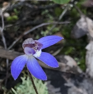 Cyanicula caerulea at Cook, ACT - suppressed