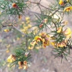 Dillwynia sieberi (Sieber's Parrot Pea) at Greenleigh, NSW - 16 Mar 2022 by LyndalT