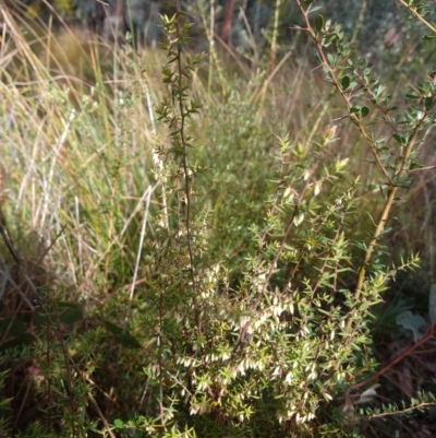 Leucopogon fletcheri subsp. brevisepalus (Twin Flower Beard-Heath) at Greenleigh, NSW - 4 Sep 2021 by LyndalT