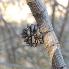 Cylindrococcus sp. (genus) (Allocasuarina Gall) at Tuggeranong Hill - 10 Aug 2021 by MichaelBedingfield